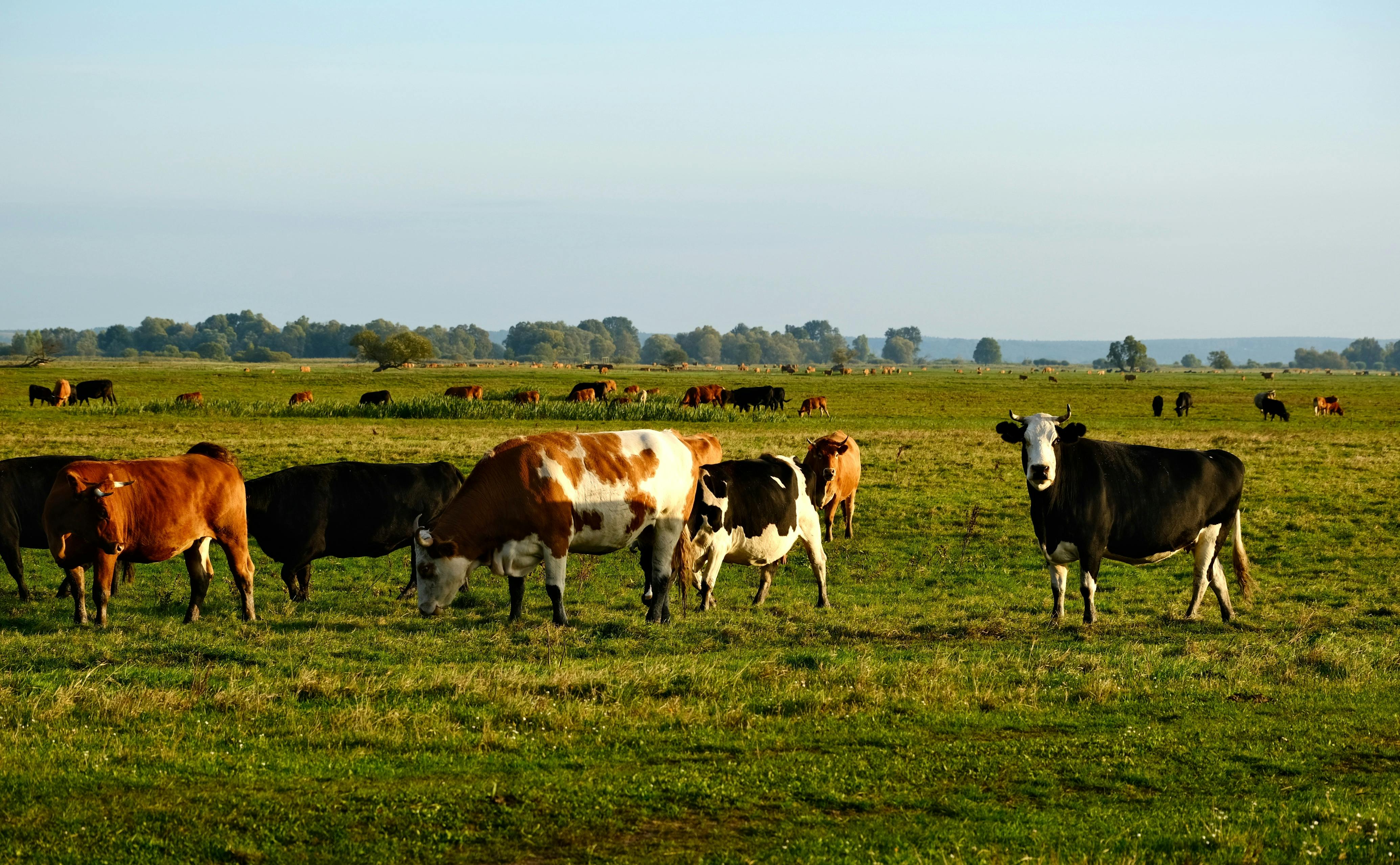Kerry Dairy Ireland rebrands as Kinisla with €300m investment and 100 ...